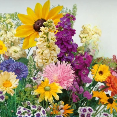 Květinová směs - Letní večer - osivo Kiepenkerl - 1 ks