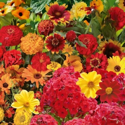 Květinová směs - Ohnivý večer - osivo Kiepenkerl - 1 ks