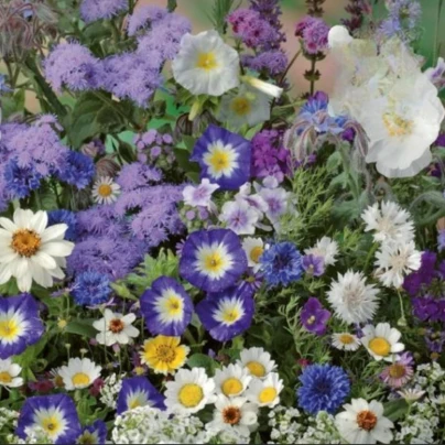 Květinová směs - Letní směs s atmosférou moře - osivo Kiepenkerl - 1 ks