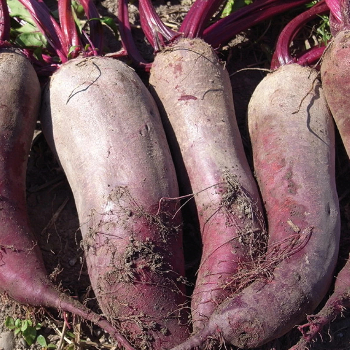 BIO Řepa červená Formanova - Beta vulgaris - bio osivo řepy - 50 ks