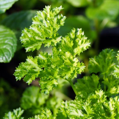 Petržel Zelená Perla - Petroselinum crispum - osivo petržele - 800 ks