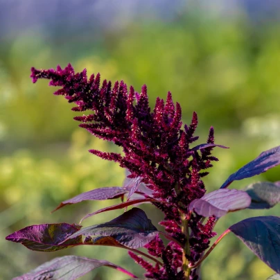 Laskavec Pygmy Torch - Amaranthus hypochondriacus - osivo laskavce - 100 ks