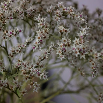 Suchobýl tatarský - Limonium tataricum - osivo suchobýlu - 50 ks