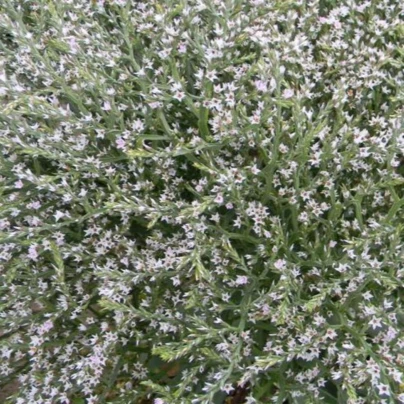 Suchobýl tatarský - Limonium tataricum - osivo suchobýlu - 50 ks