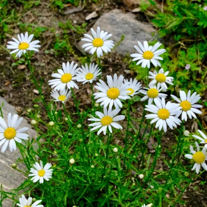 Kopretina úzkolistá - Leucanthemum graminifolium - osivo kopretiny - 50 ks