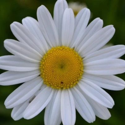 Kopretina úzkolistá - Leucanthemum graminifolium - osivo kopretiny - 50 ks