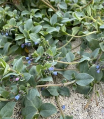 Plícněnka přímořská Silver Ocean blue - Mertensia maritima - osivo plícněnky - 50 ks