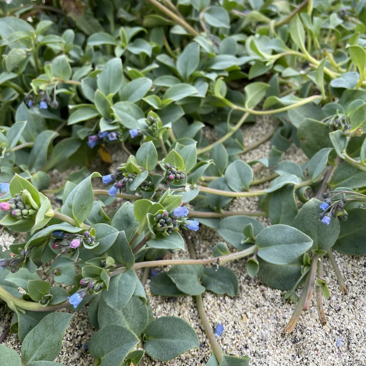 Plícněnka přímořská Silver Ocean blue - Mertensia maritima - osivo plícněnky - 50 ks