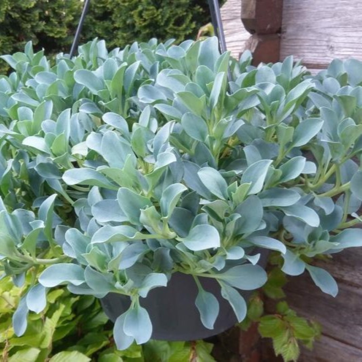 Plícněnka přímořská Silver Ocean blue - Mertensia maritima - osivo plícněnky - 50 ks