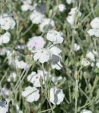Kohoutek věncový White - Lychnis coronaria - osivo kohoutku - 100 ks