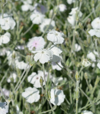 Kohoutek věncový White - Lychnis coronaria - osivo kohoutku - 50 ks
