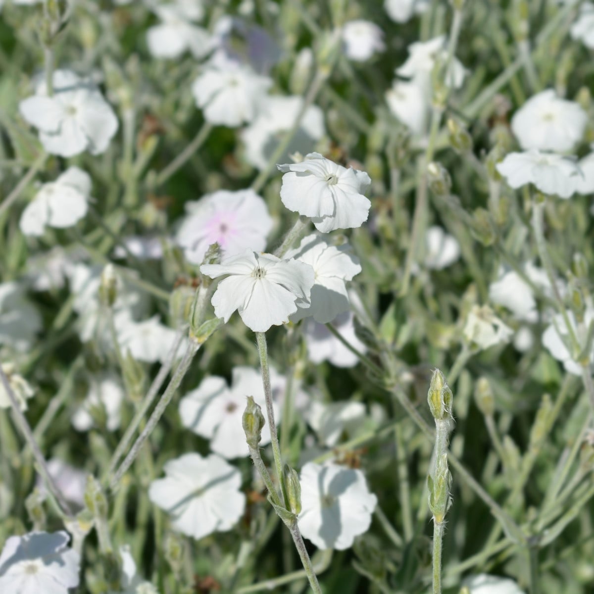 Kohoutek věncový White - Lychnis coronaria - osivo kohoutku - 50 ks