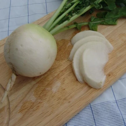 Ředkev Acord F1 - Raphanus sativus - osivo řepy - 150 ks