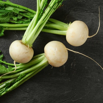 Ředkev Acord F1 - Raphanus sativus - osivo řepy - 150 ks