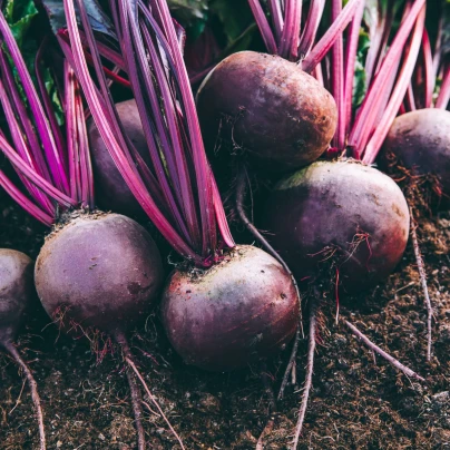 BIO Červená řepa Boro F1 - Beta vulgaris - bio osivo řepy - 50 ks