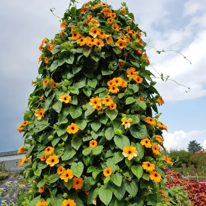 Smatovka křídlatá pnoucí - Susie oranžová  - Thunbergia alata - osivo smatovky - 12 ks