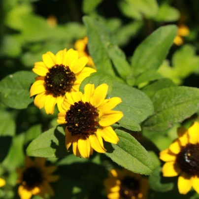 BIO Vitálka položená - Sanvitalia procumbens - bio osivo vitálky - 60 ks