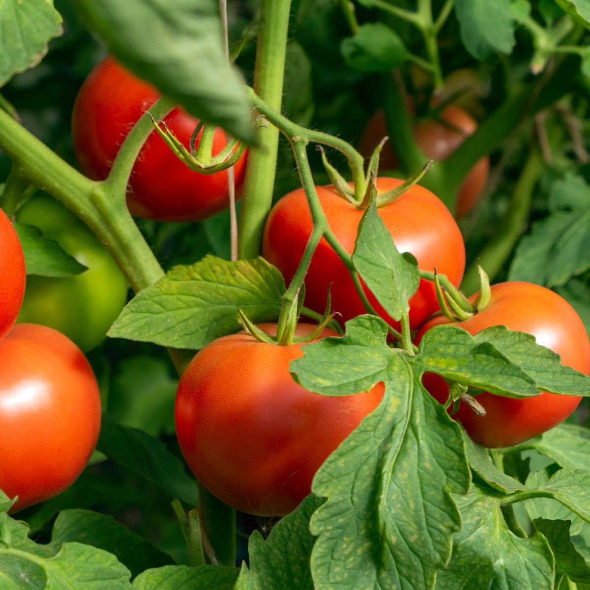 Rajče Dalimil - Solanum lycopersicum - osivo rajčat - 0,1 g