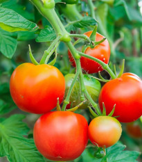 Rajče Rentita - Solanum lycopersicum - osivo rajčat - 15 ks