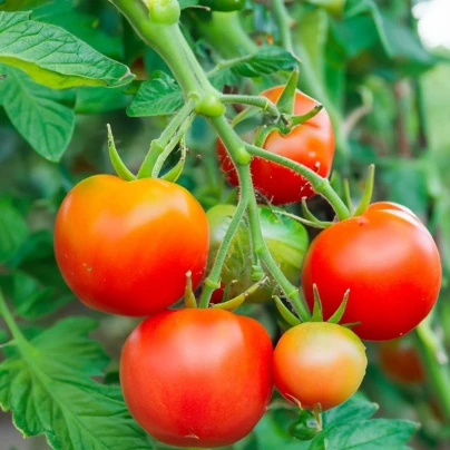 Rajče Rentita - Solanum lycopersicum - osivo rajčat - 15 ks