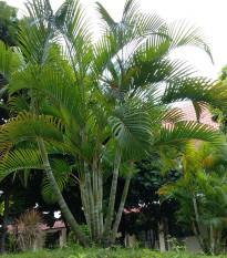 Palma Ptychosperma - Ptychosperma sp. Black fruit - osivo palmy - 3 ks