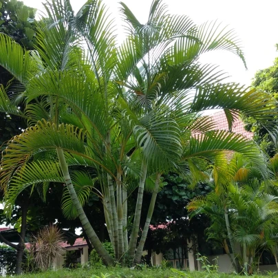 Palma Ptychosperma - Ptychosperma sp. Black fruit - osivo palmy - 3 ks