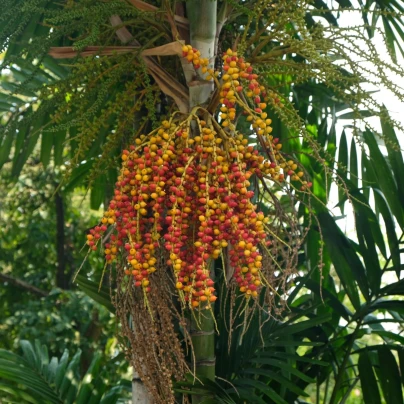 Palma Ptychosperma - Ptychosperma sp. Black fruit - osivo palmy - 3 ks