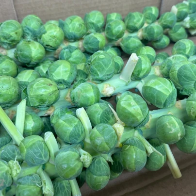 BIO Kapusta růžičková Igor F1 - Brassica oleracea - bio osivo kapusty - 20 ks