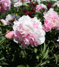 Pivoňka Amabilis - Paeonia lactiflora - hlízy pivoněk - 1 ks