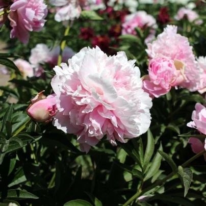 Pivoňka Amabilis - Paeonia lactiflora - hlízy pivoněk - 1 ks
