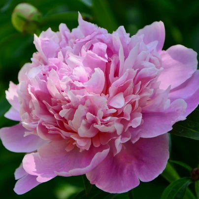 Pivoňka Dr. Alex Flamming - Paeonia lactiflora - hlízy pivoněk - 1 ks