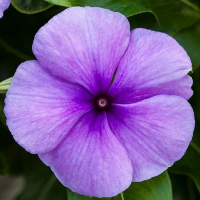 Barvínek Vitesse Blue F1 - Catharanthus r.- osivo barvínku - 30 ks