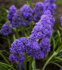 Modřenec arménský Fantasy Creation - Muscari armeniacum - cibule modřenců - 5 ks