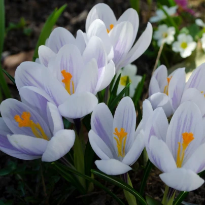 Krokus Candle Light - Crocus - hlízy krokusů - 3 ks