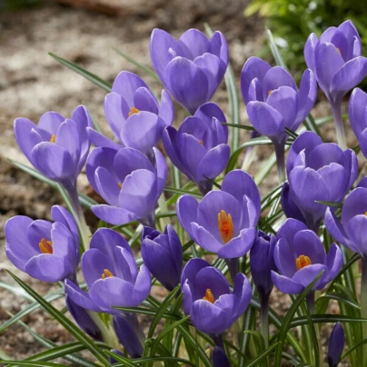 Krokus Aqua - Crocus - hlízy krokusů - 3 ks
