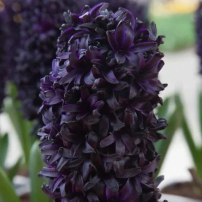 Hyacint Midnight Sky - Hyacinthus - cibule hyacintů - 1 ks