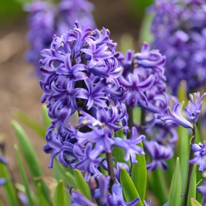 Hyacint Blue Pearl - Hyacinthus - cibule hyacintů - 1 ks