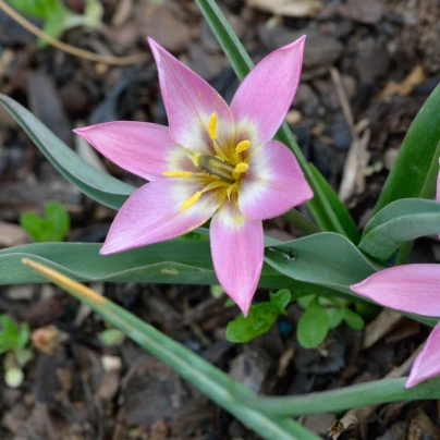 Tulipán Aucheriana - Tulipa - cibule tulipánů - 3 ks