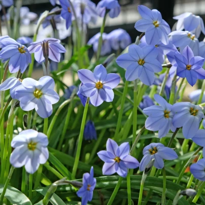 Jarní hvězdička Jessie - Ipheion uniflorum - cibule hvězdiček - 5 ks