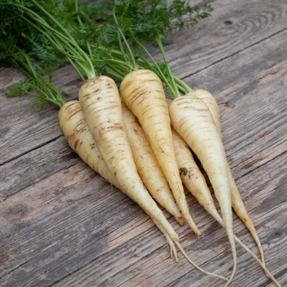 BIO Mrkev bílá Küttiger - Daucus carota - bio osivo mrkve - 200 ks