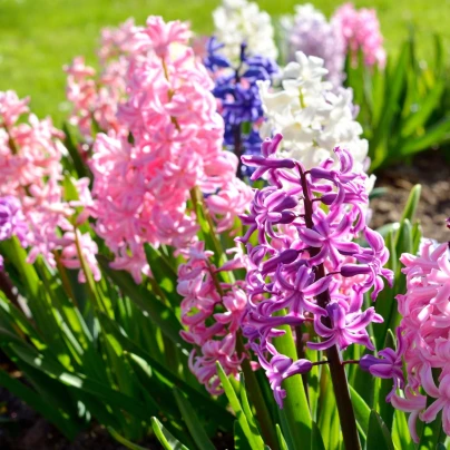 Směs hyacintů - Hyacinthus mix - cibule hyacintů - 5 ks