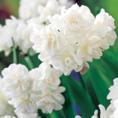 Narcis Erli Cheer - Narcissus - cibule narcisů - 3 ks