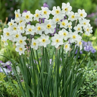 Narcis Lieke - Narcissus - cibule narcisů - 3 ks