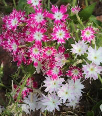 Plaménka Drummondova směs barev - Phlox drum. mix - osivo plaménky - 100 ks