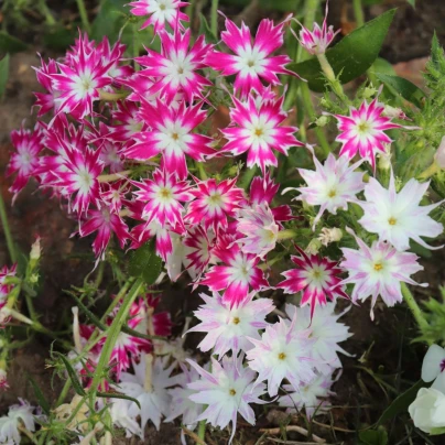 Plaménka Drummondova směs barev - Phlox drum. mix - osivo plaménky - 100 ks