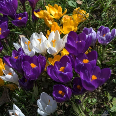 Směs krokusů - Crocus mix - hlízy krokusů - 15 ks