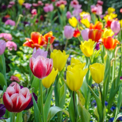 Směs tulipánů - Tulipa mix - cibule tulipánů - 15 ks