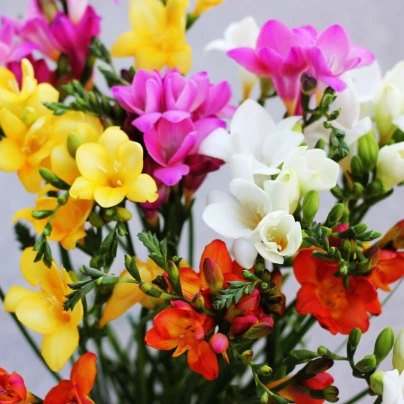 Směs frézií - Freesia mix - hlízy frézií - 15 ks