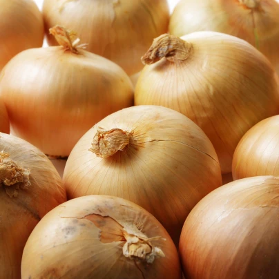 Cibule sazečka ozimá Augusta - Allium cepa - cibulky sazečky - 250 g