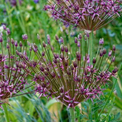Česnek Toabago - Allium - cibule česneků - 3 ks